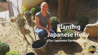 Planting Japanese Holly as Boxwood Replacement  Our Japanese Garden Escape [upl. by Einaffets]