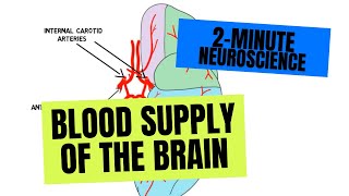 2Minute Neuroscience Blood Supply of the Brain [upl. by Suoivatnod]