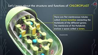 CHLOROPLAST  3D Structure Explained [upl. by Sisi]