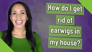 How do I get rid of earwigs in my house [upl. by Polik]