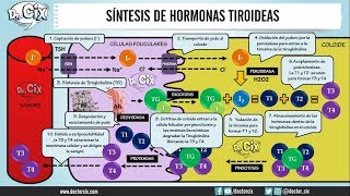 SÍNTESIS DE HORMONAS TIROIDEAS  Morfofisiología [upl. by Nathanael]