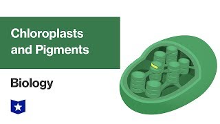 Chloroplasts and Pigments  Biology [upl. by Karim]