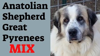 Anatolian ShepherdGreat Pyrenees mix lifespan The Anatolian Pyrenees [upl. by Yanal]