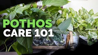 Pothos Care 101 Is This the Easiest Houseplant to Care For [upl. by Ecnerual446]