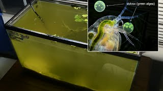 Raising Daphnia for the Freshwater Aquarium [upl. by Sueahccaz]