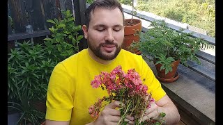 Propagating and Pruning my Lewisia Cotyledon [upl. by Pelmas]