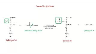 Ceramide Biosynthesis [upl. by Aubreir28]