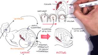 Obstetrics  Stages of Labour [upl. by Liggett130]