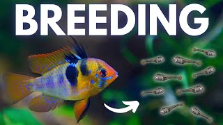 How to Breed Ram Cichlids German Blue Black Gold [upl. by Autumn621]