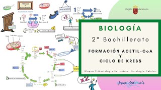 FORMACIÓN ACETILCoA Y CICLO DE KREBS [upl. by Sissel663]