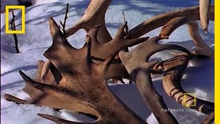 Amazing Antlers  National Geographic [upl. by Ennyroc]