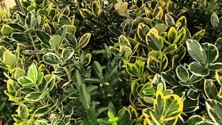 Euonymus japonicus [upl. by Poll402]