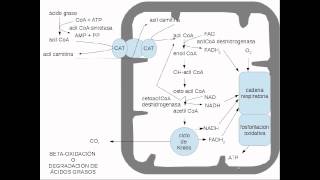 lipidos metabolismo [upl. by Sessylu]