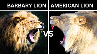 Barbary Lion VS American Lion [upl. by Eyk]