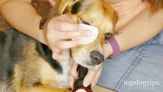 How To Clean Dogs Eyes [upl. by Hildegard]