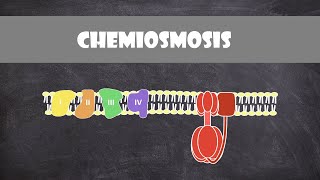 Chemiosmosis  Biochemistry [upl. by O'Neill]