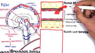 Bacterial Meningitis Pathophysiology [upl. by Vally774]