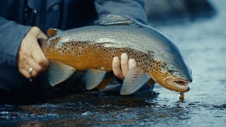 VIP TROUT PROGRAM Quest for Giant Brown Trout in Kharlovka and Litza [upl. by Noelc413]