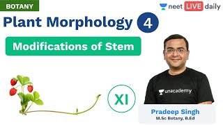 Plant Morphology  L 4  Modifications of Stem  Class 11  Unacademy NEET  Botany  Pradeep Sir [upl. by Adianez]