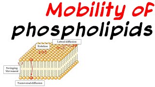 Mobility of phospholipid [upl. by Oned315]