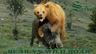 Bear vs Wild boar in Velebit  Croatia [upl. by Temple]