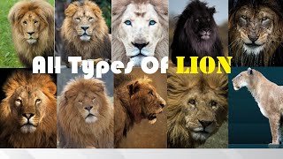 All Types Of Lion  Types Of Living amp Extinct Lion in The World  Living amp Extinct Lion Subspecies [upl. by Longan]