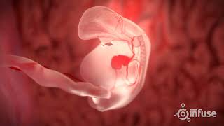 Fetal Development 3D Animation  Infuse Medical [upl. by Delamare]