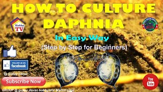 HOW TO CULTURE DAPHNIA In Easy Way [upl. by Goldina]