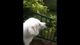 Great Pyrenees Dog Howling at Ambulance Siren [upl. by Hibben]