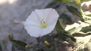 FIELD BINDWEED Convolvulus arvensis [upl. by Hsiekal]