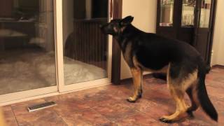 German Shepherd barking [upl. by Haynor]