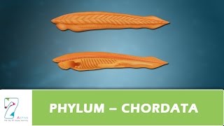 PHYLUM – CHORDATA [upl. by Bobby580]