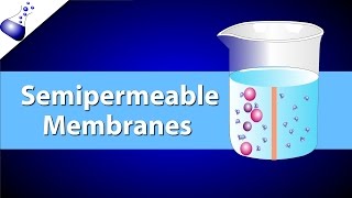 The Semipermeable Membrane [upl. by Ynohtna]