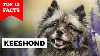 Keeshond  Top 10 Facts [upl. by Rovaert]