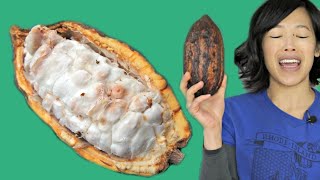 COCOA POD  How to Open amp Eat a Cacao Pod  Fruity Fruits [upl. by Adnylg]