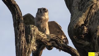 The Largest Owl In The World  Rare And Beautiful quotSights And Soundsquot Of The Giant Eagle Owl [upl. by Dodson]