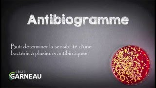 Antibiogramme [upl. by Neysa]