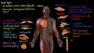 Muscle Types [upl. by Shoshana]