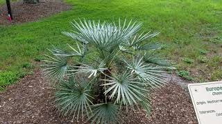 Chamaerops humilis quotceriferaquot  The Silver Mediterranean Fan Palm from Morocco [upl. by Hough]