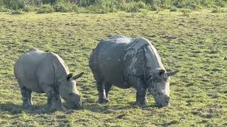 Kaziranga National Park UNESCO World Heritage Centre [upl. by Ayanej]