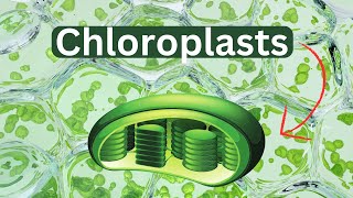 ChloroplastsDefinitionFunctionStructure [upl. by Hyatt222]