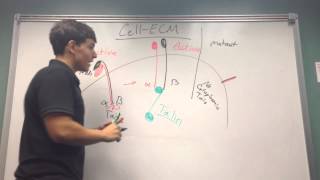 Cell ECM interactions [upl. by Henigman]